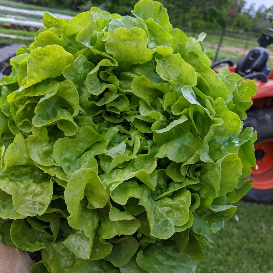 Lettuce Green Oak Leaf Encino - Saanich Organics