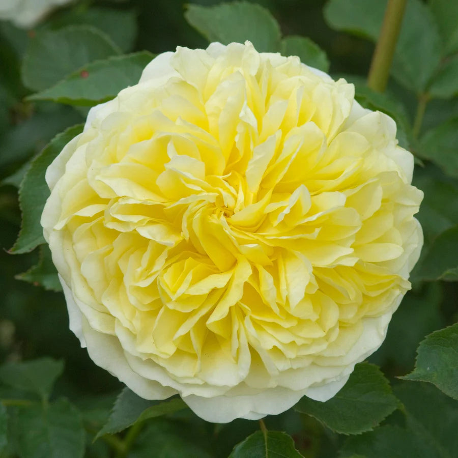 The Pilgrim - David Austin Rose