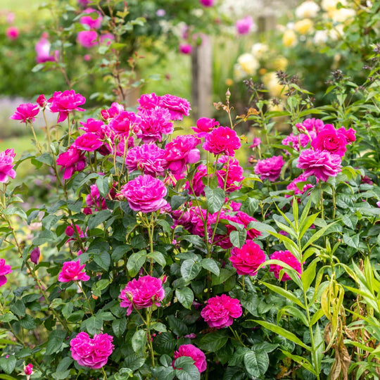 James L. Austin - David Austin Rose