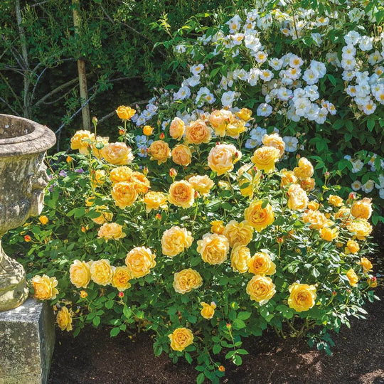 Golden Celebration - David Austin Rose