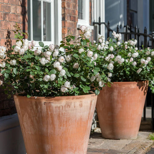 Desdemona - David Austin Rose
