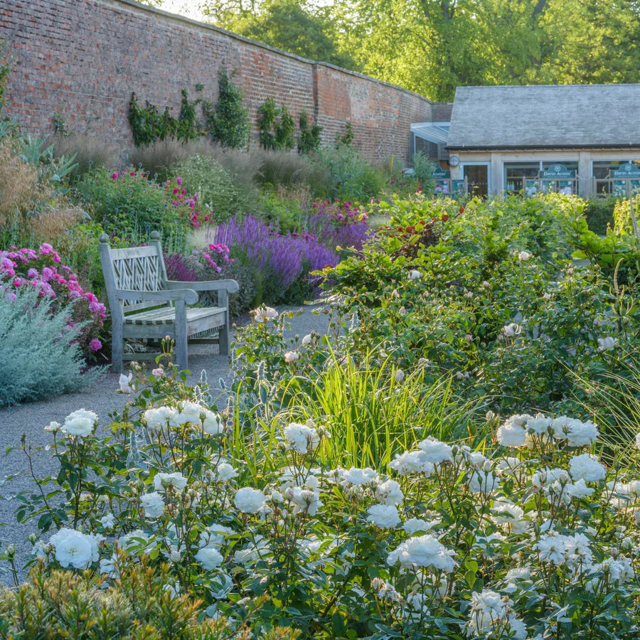 Susan Williams-Ellis - David Austin Rose