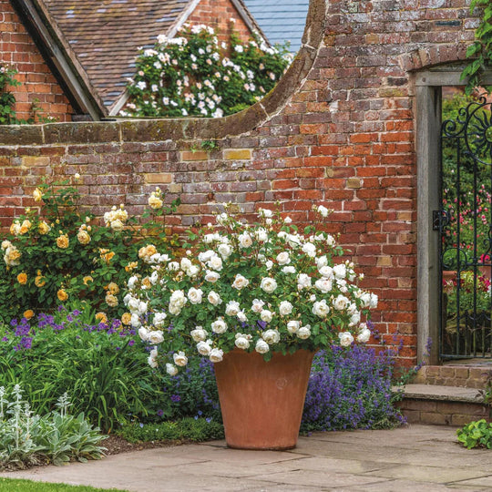 Desdemona - David Austin Rose