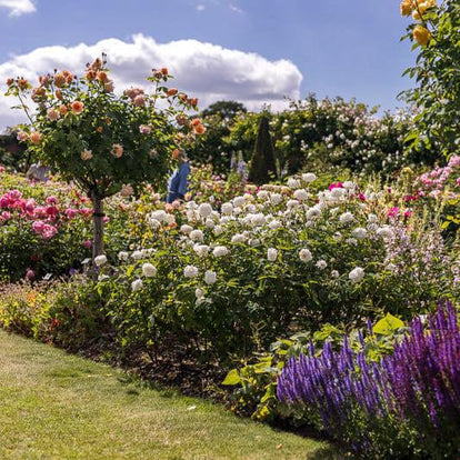 Susan Williams-Ellis - David Austin Rose