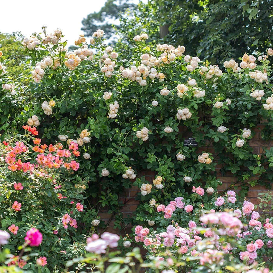 Wollerton Old Hall - David Austin Rose