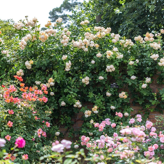 Wollerton Old Hall - David Austin Rose