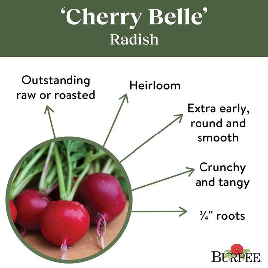 Organic Radish Cherry Belle - Burpee Seeds