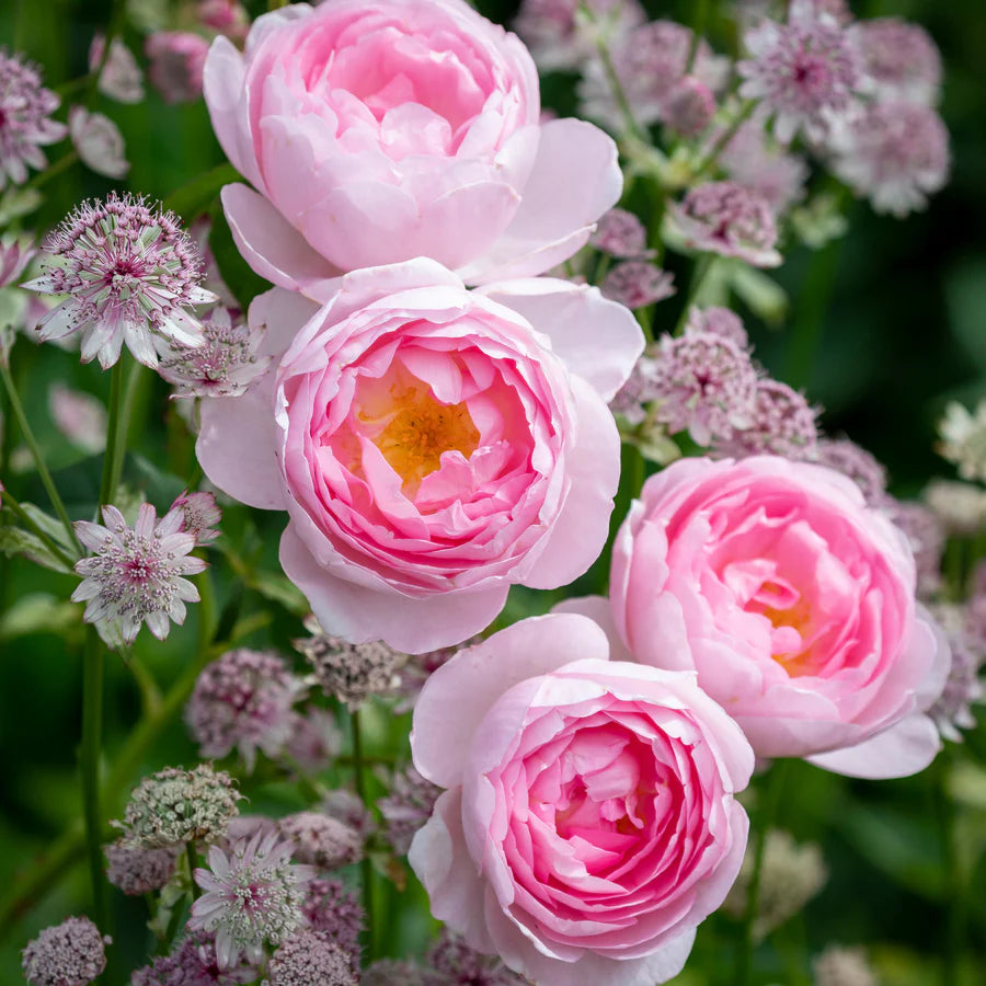 Scepter'd Isle - David Austin Rose