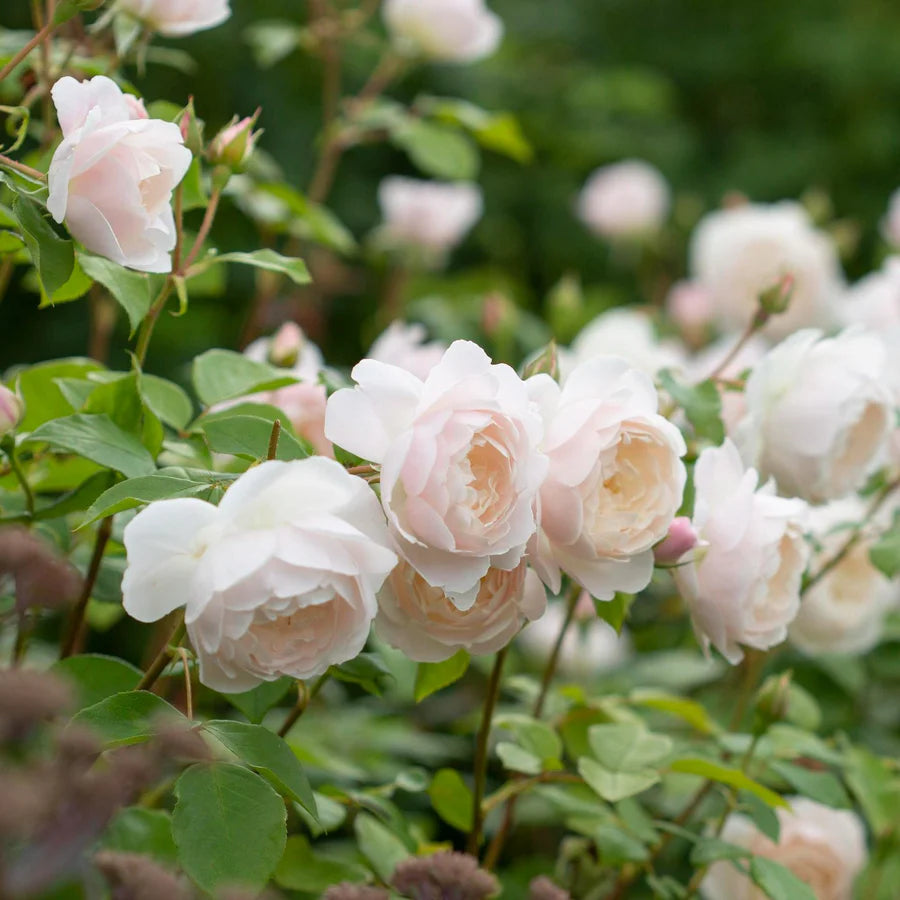Desdemona - David Austin Rose