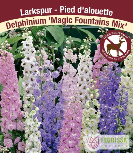 Delphinium elatum Magic Fountains Mix, 1 Pack