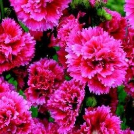 Hollyhock Fiesta Time - Ontario Seed Company