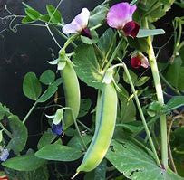 Peas Snow Dwarf Grey Sugar - Pacific Northwest Seeds