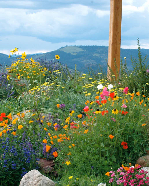 Wildflowers Firewise Blend - West Coast Seeds