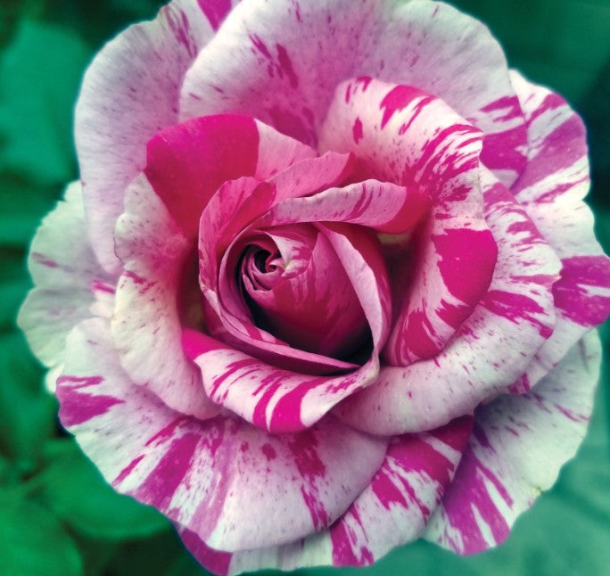 Fly So High - Weeks Rose