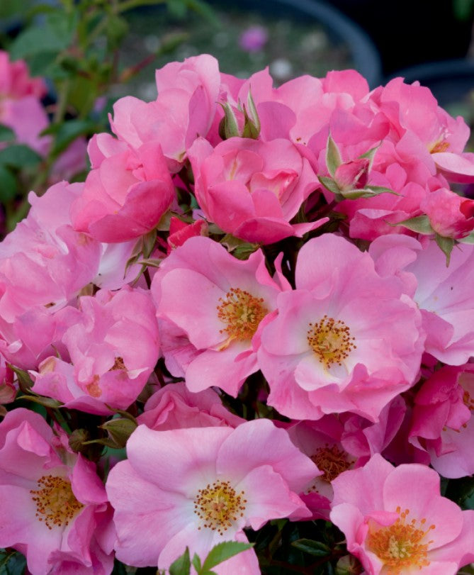 Forever & Ever Pink - Weeks Rose