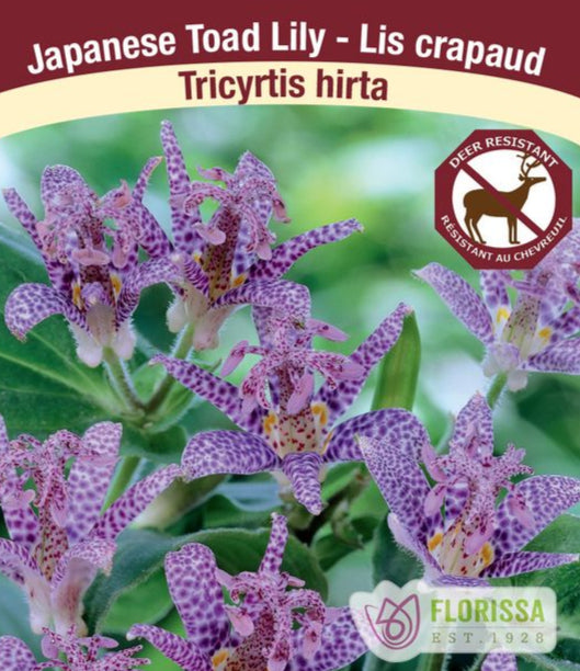 Toad Lily - Tricyrtis hirta, 1 Pack
