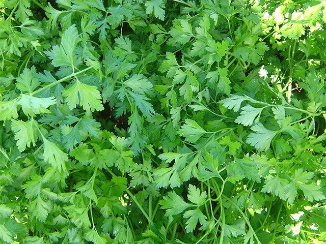 Giante d'Italia Parsley - Eagleridge Seeds
