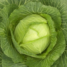 Cabbage Golden Acre - Ontario Seed Company