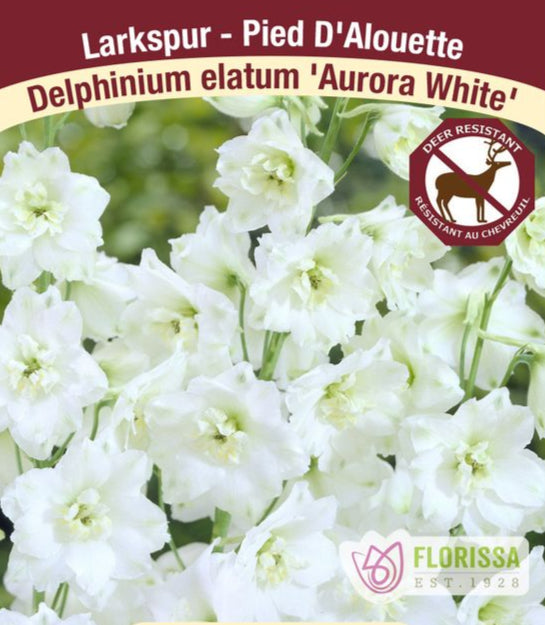 Delphinium elatum Aurora White, 1 Pack