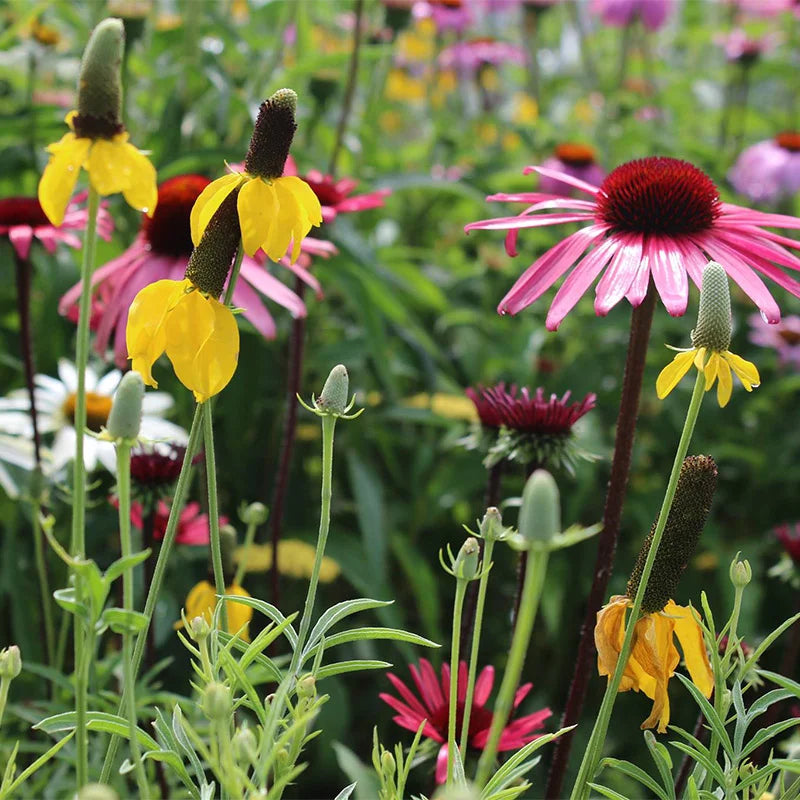 Wildflower Sunny Mix - Mr. Fothergill's Seeds