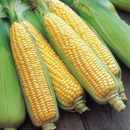 Corn Honey Select - Pacific Northwest Seeds