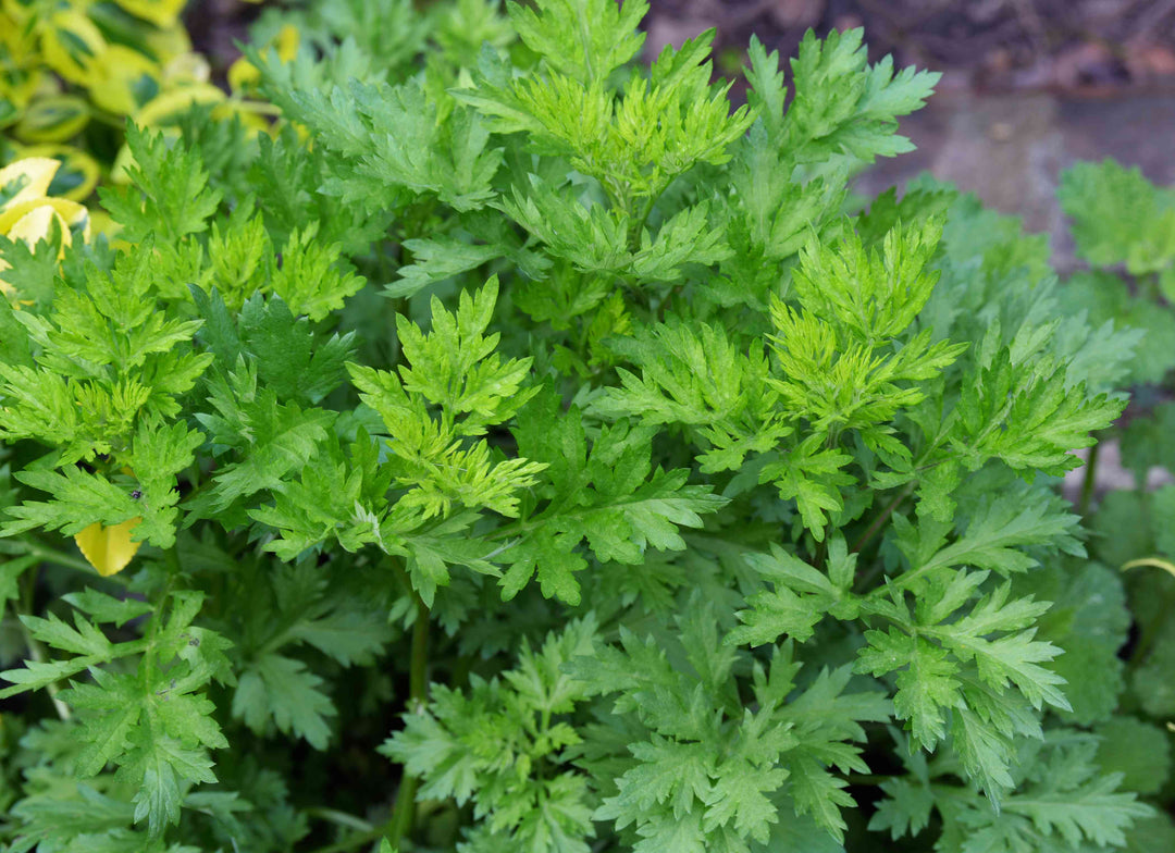 Mugwort - Eagleridge Seeds