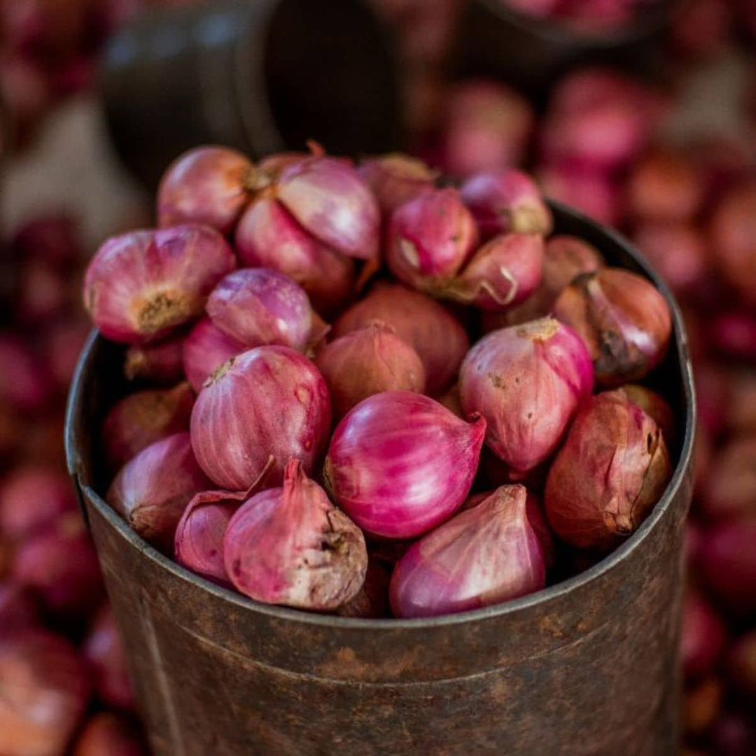 Ed's Red Shallot - Eagleridge Seeds