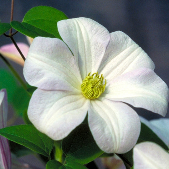 Clematis Huldine
