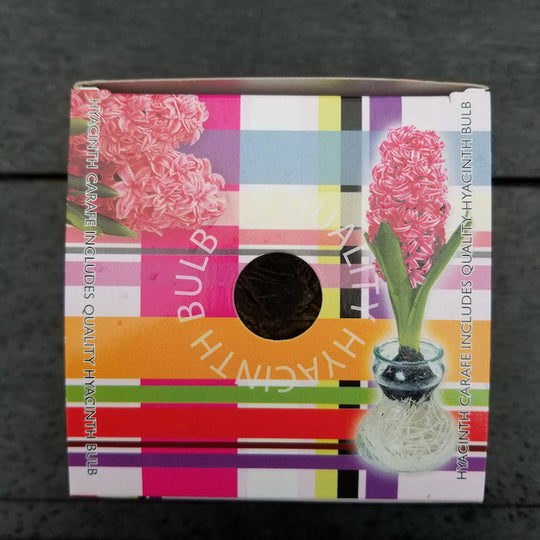 Hyacinths - With Glass Kit