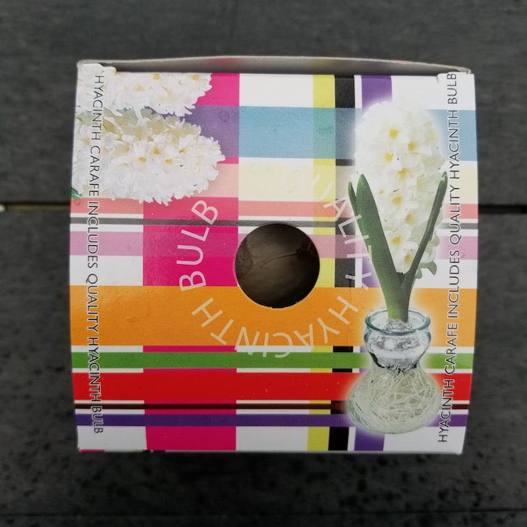 Hyacinths - With Glass Kit