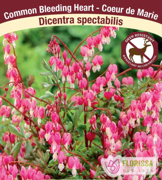 Dicentra spectabilis, 1 Pack