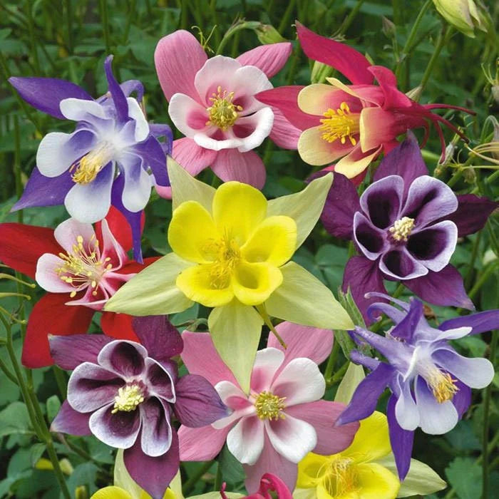Columbine McKana's Giant - Pacific Northwest Seeds
