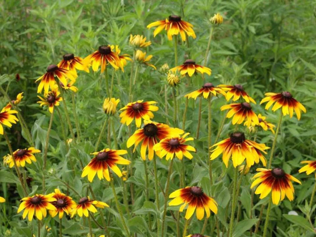Gloriosa Daisy - Pacific Northwest Seeds