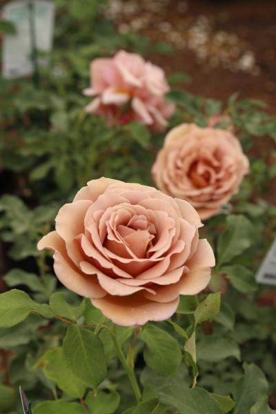 Koko Loko - Weeks Rose