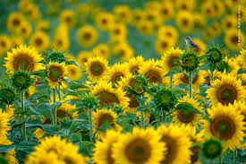 Sunflower Songbird - Cornucopia Seeds