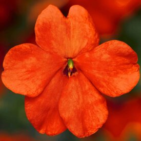 Impatiens Imara XDR Orange - Ontario Seed Company