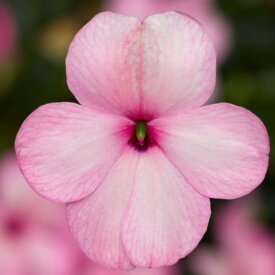 Impatiens Imara XDR Pink - Ontario Seed Company