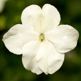 Impatiens Imara XDR White - Ontario Seed Company