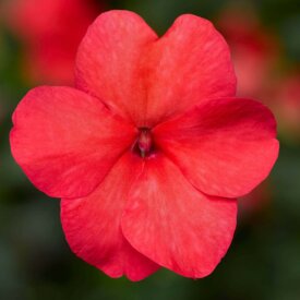 Impatiens Imara XDR Salmon - Ontario Seed Company