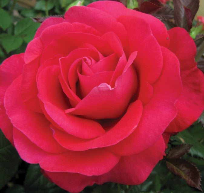 In Love Again - Weeks Rose