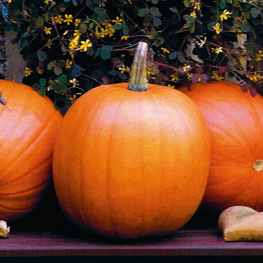 Pumpkin Jack O'Lantern - Mr.Fothergill's