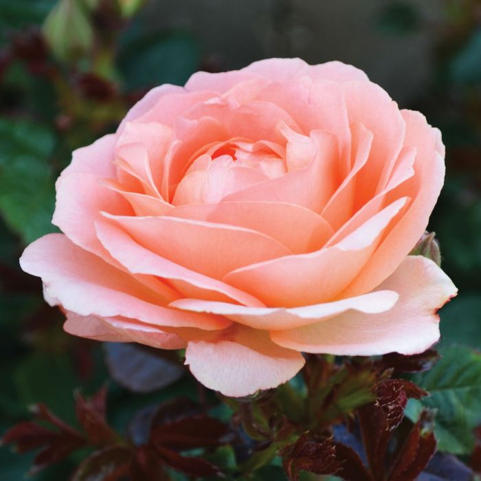 Jump for Joy - Weeks Rose