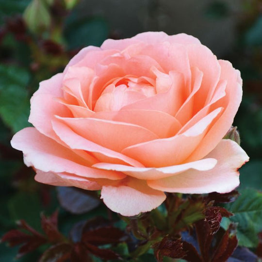 Jump for Joy - Weeks Rose