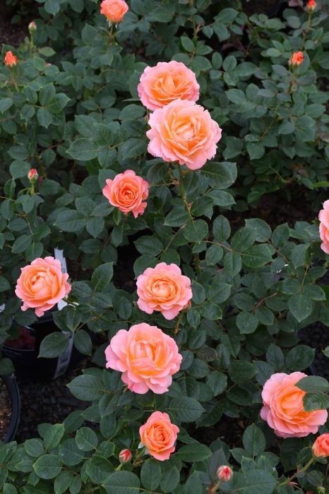 Jump for Joy - Weeks Rose