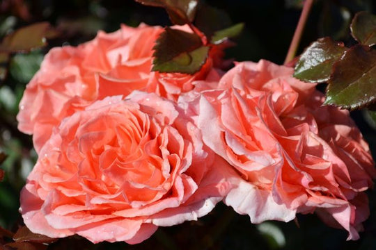 Jump for Joy - Weeks Rose