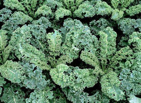 Kale Dwarf Blue Curled - Pacific Northwest Seeds