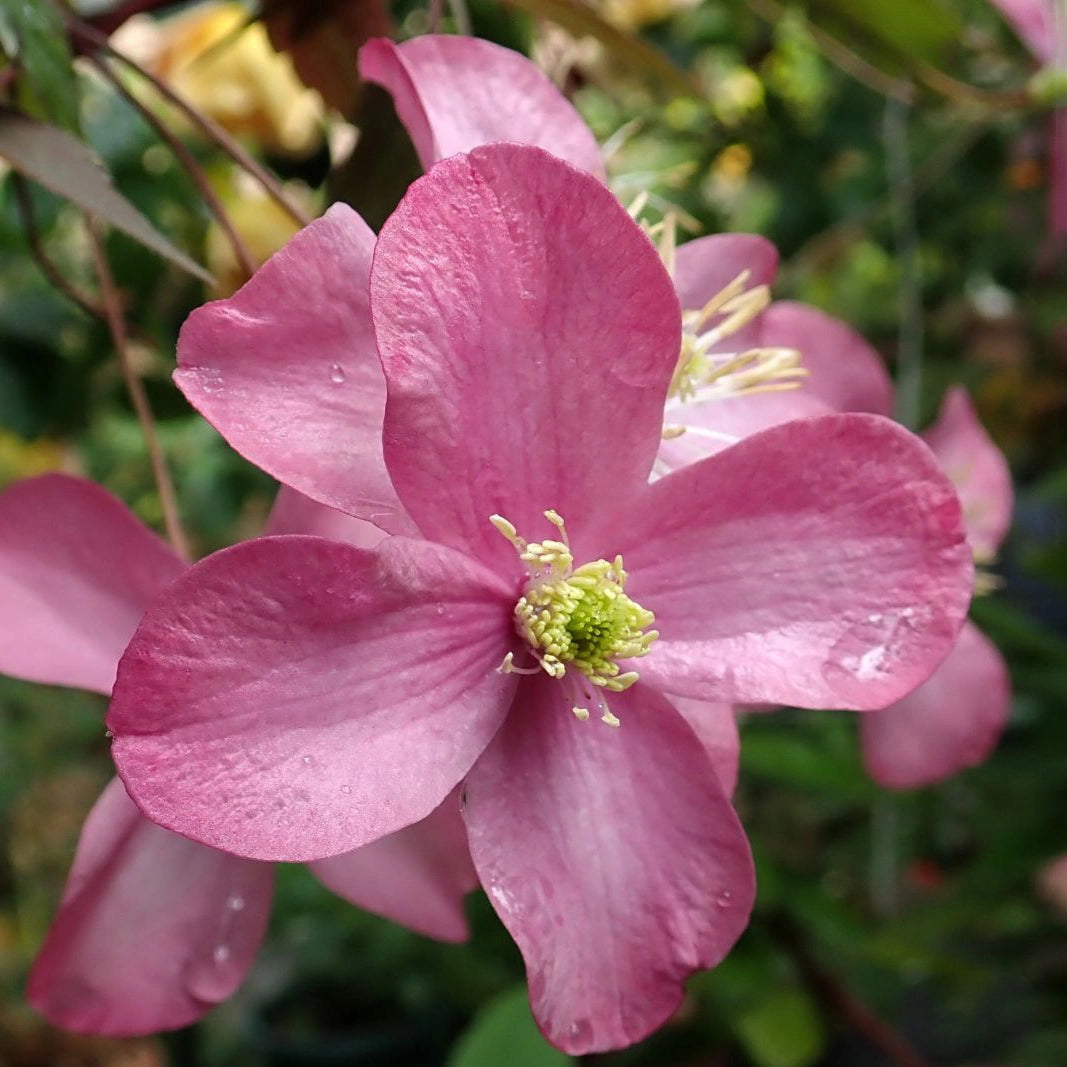 Clematis Montana Freda – Wildwood Outdoor Living