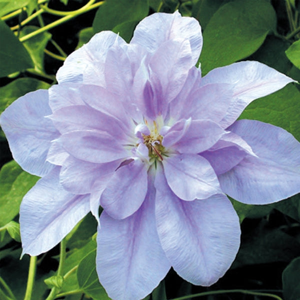 Clematis Lady Caroline Neville