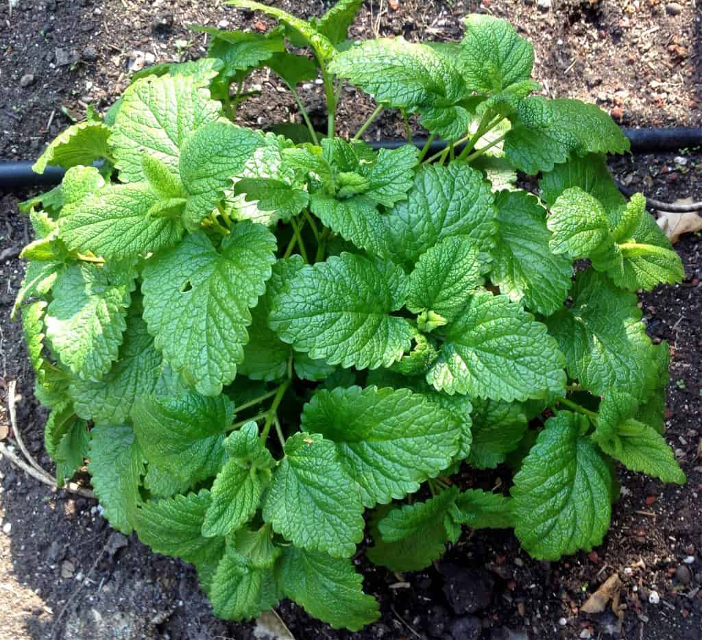 Lemon Balm - Pacific Northwest Seeds