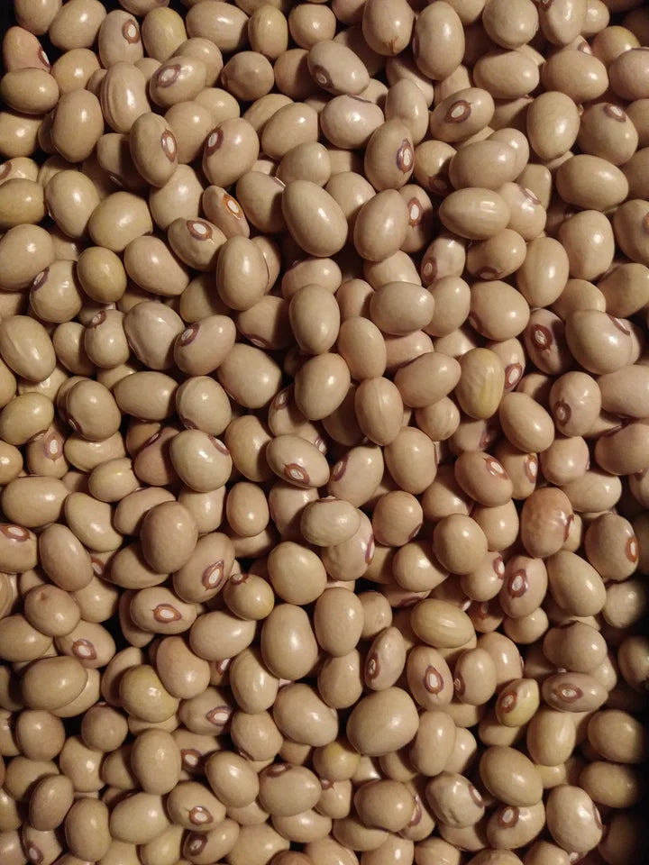 Lillooet Snap Bean - Eagleridge Seeds